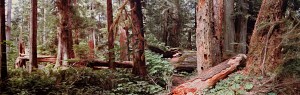 Rainforest VI BC