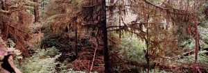 Spanish Moss