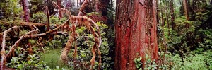 Trunk