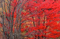Autumn Maples