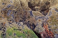 Barnacles and Basalt