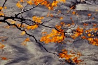 Beech Branch & Rapids