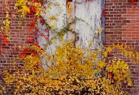 Brick Wall and Rose Bush