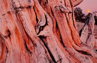 Bristle Cone Pine Dusk