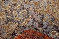 Lichens & Pineneedles