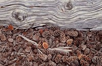 Pine Cones