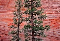 Pines and Sandstone