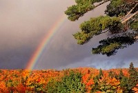 Rainbow and Pine