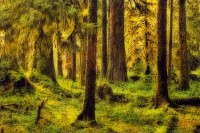 Rainforest Impression