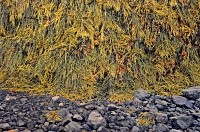 Seaweed and Basalt