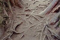 Tree Roots