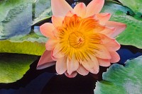Waterlily