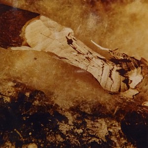 Vanitas 5