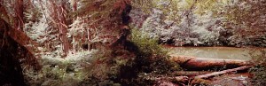 Rainforest VII BC